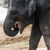Slon indický, foto: Petr Hamerník, Zoo Praha