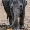 Slon indický, foto: Petr Hamerník, Zoo Praha