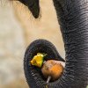 Slon indický, foto: Petr Hamerník, Zoo Praha