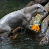 Možná trochu nečekaně dělají dýně radost i vydrám. Foto: Petr Hamerník, Zoo Praha