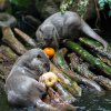 Možná trochu nečekaně dělají dýně radost i vydrám. Foto: Petr Hamerník, Zoo Praha