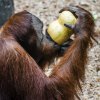 Orangutan sumaterský, foto: Petr Hamerník, Zoo Praha