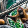 Orangutan sumaterský, foto: Petr Hamerník, Zoo Praha