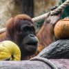 Orangutan sumaterský, foto: Petr Hamerník, Zoo Praha