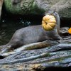 Možná trochu nečekaně dělají dýně radost i vydrám. Foto: Petr Hamerník, Zoo Praha