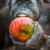 Orangutan sumaterský, foto: Petr Hamerník, Zoo Praha