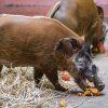 Foto: Petr Hamerník, Zoo Praha