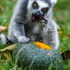 Lemur kata, foto: Petr Hamerník, Zoo Praha