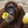 Orangutan sumaterský, foto: Petr Hamerník, Zoo Praha