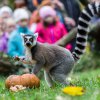 Lemur kata, foto: Petr Hamerník, Zoo Praha