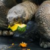 Želva, foto: Petr Hamerník, Zoo Praha