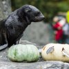 Lachtani měli dýně naplněné lákavými rybami, za které pak byli ochotni předvádět všemožné kousky, foto: Petr Hamerník, Zoo Praha