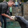 Lachtani měli dýně naplněné lákavými rybami, za které pak byli ochotni předvádět všemožné kousky, foto: Petr Hamerník, Zoo Praha