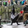 Lachtani měli dýně naplněné lákavými rybami, za které pak byli ochotni předvádět všemožné kousky, foto: Petr Hamerník, Zoo Praha