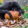 Chápan středoamerický, foto: Petr Hamerník, Zoo Praha