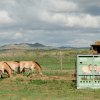 Fotografie z pondělního rána. Všechny čtyři klisny jsou v pořádku. U beden zleva Kirá, Querida, Paradise a Rabea. Foto: Jaroslav Šimek, Zoo Praha