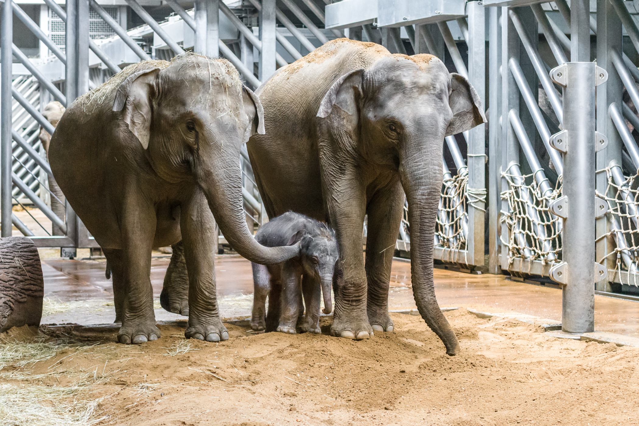 Slavné slůně v pražské zoo se už seznámilo s tetou