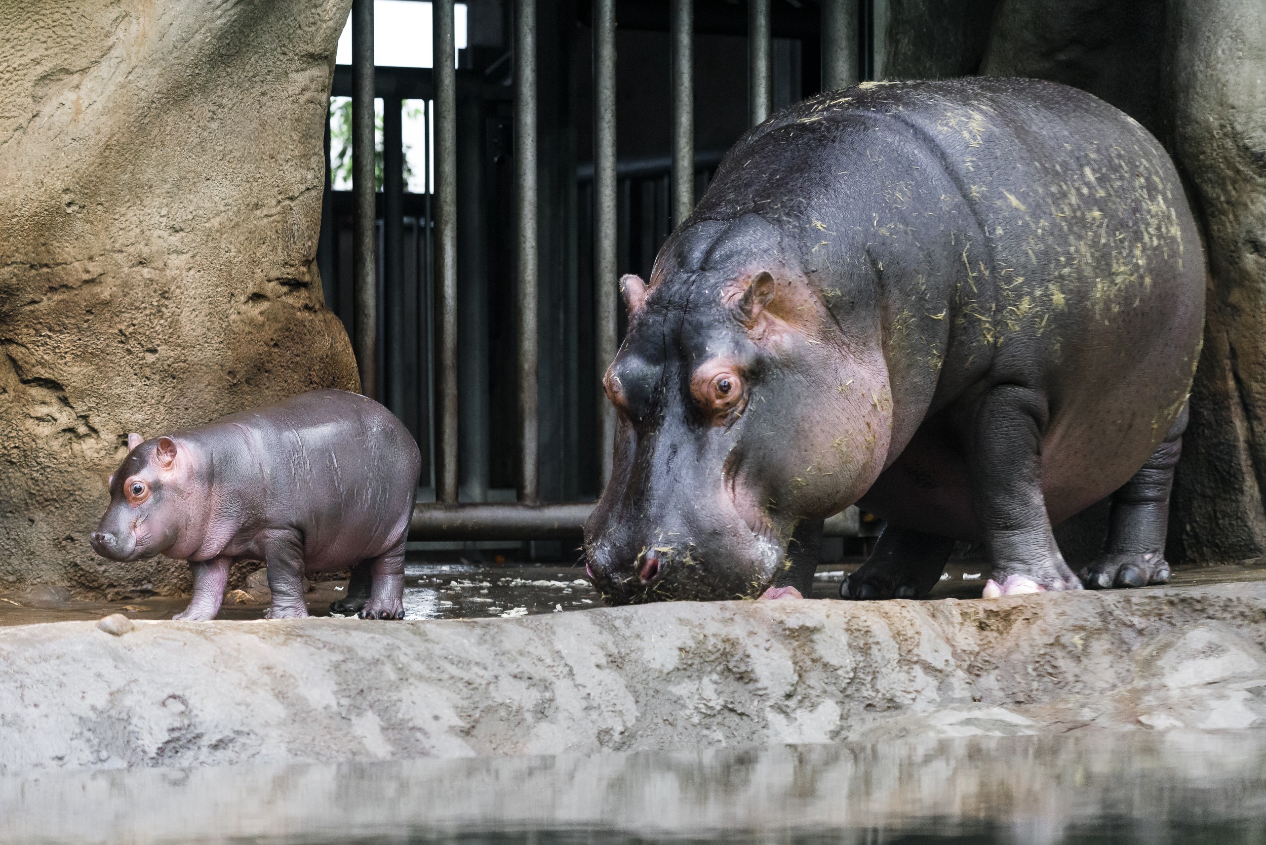 Mladý hrošík přivolává jaro v Zoo Praha