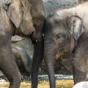 Oslava Mezinárodního dne slonů v Zoo Praha. Slonice si mimořádnou nadílku dobrot opravdu vychutnaly a občas se o ně i pošťuchovaly. Foto: Petr Hamerník, Zoo Praha 