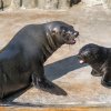 Malý lachtan, Gastonův vnuk, poprvé ve venkovním bazénu. Foto: Petr Hamerník, Zoo Praha