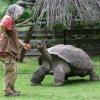 Eberhard se k radosti všech přítomných rozhýbal a za svou oblíbenou ošetřovatelkou Natašou Velenskou a pamlskem míří pomalu, ale neochvějně domů. Foto: Petr Hamerník, Zoo Praha
