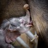 Slůně je stále při chuti. Foto: Petr Hamerník, Zoo Praha