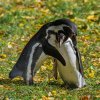 Pár tučňáků Humboldtových připravený k hnízdění se k sobě tulí. Foto: Petr Hamerník/Zoo Praha