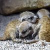 Nová mláďata surikat v pražské zoo mohou návštěvníci vidět nezvykle brzy. Foto: Petr Hamerník, Zoo Praha