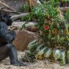 Oslava dvacátých narozenin gorily Bikiry. Foto: Petr Hamerník, Zoo Praha 