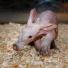 Mládě hrabáče kapského. Foto: Miroslav Bobek, Zoo Praha