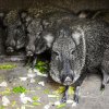Vzácni pekari Wagnerovi jsou ještě v zázemí, ale od pondělí je návštěvníci uvidí ve výběhu v horní části zoo. Foto: Barbora Dobiášová, Zoo Praha