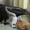 V sousedství Rezervace Bororo bude možné pozorovat mravenečníky velké. Foto: Miroslav Bobek, Zoo Praha