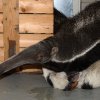 V pražské zoo se nově představí pár mravenečníků – samec Hannibal a samice Ella. Foto: Vít Lukáš, Zoo Praha