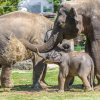 Mládě slona indického s rodinou ve venkovním výběhu. Foto: Petr Hamerník, Zoo Praha