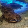 Patrně největší velemlok čínský na světě a zároveň tak i největší známý obojživelník světa samec Karlo žije v Zoo Praha. Foto: Štěpán Kotrba, Zoo Praha
