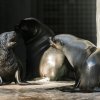 Malý lachtan, Gastonův vnuk, poprvé ve venkovním bazénu. Foto: Petr Hamerník, Zoo Praha