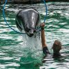 Vyplazovat jazyky se sice nemá, ale při cvičení Melouna a Jakube Mezeie to jinak nejde.  Foto: Petr Hamerník, Zoo Praha