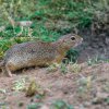 Sysel z volně žijící kolonie pod Sklenářkou - ilustrační snímek. Foto: Petr Hamerník, Zoo Praha 