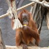 Oslava mezinárodního dne orangutanů v Zoo Praha.  Foto: Ondřej Kotek, Zoo Praha