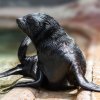 Vnuk legendárního Gastona, mládě lachtana jihoafrického. Petr Hamerník, Zoo Praha