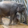 Sameček škádlí tetu Tamaru.  Foto: Petr Hamerník, Zoo Praha