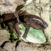 Samec Karlo, jehož věk se odhaduje na necelých 40 let, již měří neuvěřitelných 158 centimetrů. Foto: Petr Hamerník, Zoo Praha