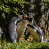 Někdy se páry ostře dohadují. Foto Petr Hamerník/Zoo Praha