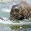 Vodní hrátky tunového mláděte slona indického Sity v Zoo Praha. Foto: Petr Hamerník, Zoo Praha