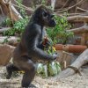 Oslava dvacátých narozenin gorily Bikiry. Foto: Petr Hamerník, Zoo Praha 