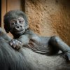 Nejhezčí dárek si letos Shinda nadělila sama – své první mládě. Foto: Petr Hamerník, Zoo Praha