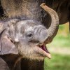 Sloní sameček už váží 170 kilogramů a je velmi čiperný. Foto: Petr Hamerník, Zoo Praha.