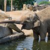 Oslava Mezinárodního dne slonů v Zoo Praha. Slonice si mimořádnou nadílku dobrot opravdu vychutnaly a občas se o ně i pošťuchovaly. Foto: Petr Hamerník, Zoo Praha 