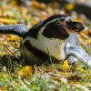 Po projevech lásky či soubojích si tučňáci rádi odpočinou. Foto Petr Hamerník/Zoo Praha