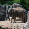 Oslava Mezinárodního dne slonů v Zoo Praha. Slonice si mimořádnou nadílku dobrot opravdu vychutnaly a občas se o ně i pošťuchovaly. Foto: Petr Hamerník, Zoo Praha 